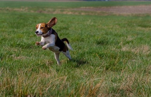A beagle running and jumping through a field of grass