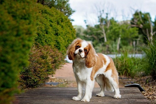 A cavalier king charles spaniel posing for photo in garden with head tilted