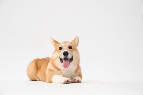 A corgi led down posing for picture with tongue out