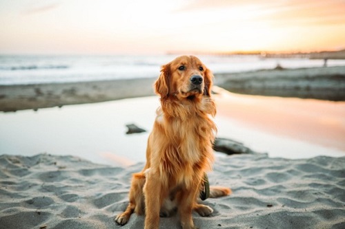 A golden retriever sat on sand at the beach