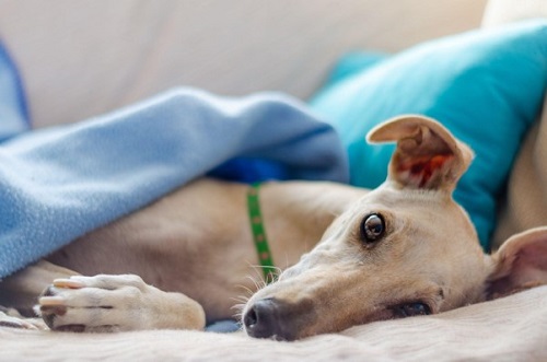A greyhound lying under a blanket on the sofa