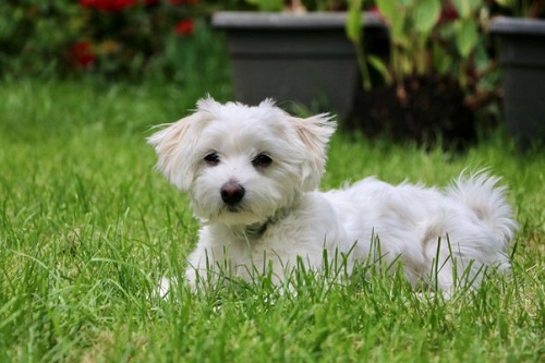 A maltese led down in grass