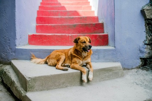 A mongrel sat on colourful steps with paws hanging in front