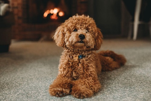A golden poodle puppy lying on the floor