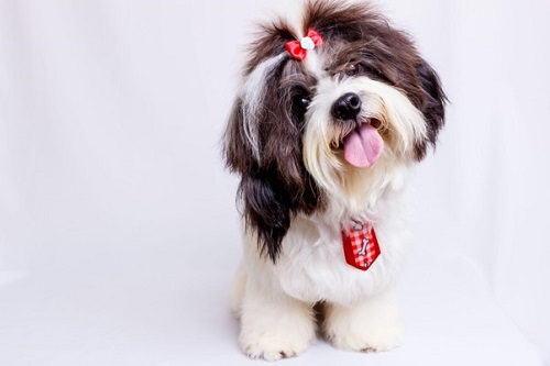 A Shih tzu dog posing for photo with tongue out