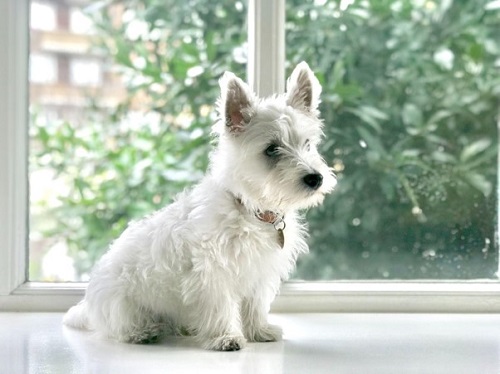 A west highland terrier sat on top of a windowsill
