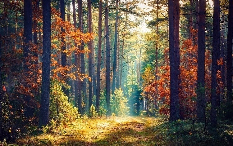 Sunlight shining through trees in a forest during autumn