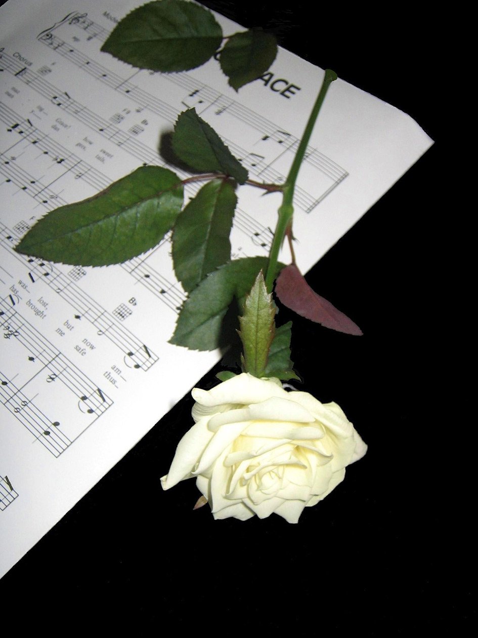White rose on music sheet